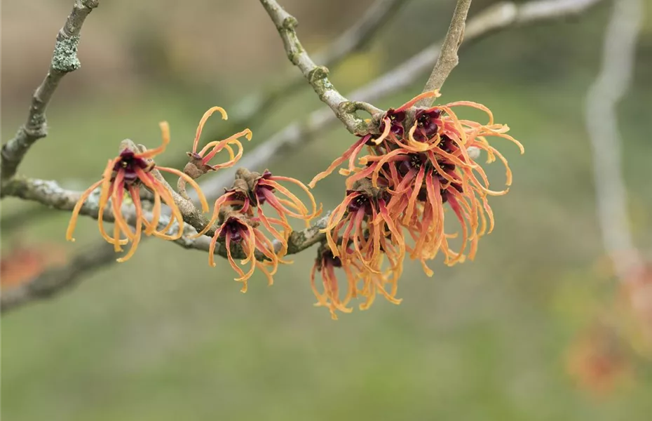 Die Zaubernuss – ein bisschen Magie im Garten