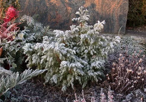 Das Grab im Herbst – Pflanzen und pflegen