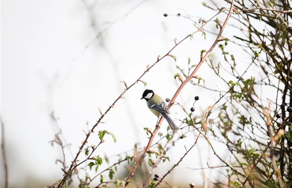 Vogelhäuser - Futterstelle für Amsel & Co.