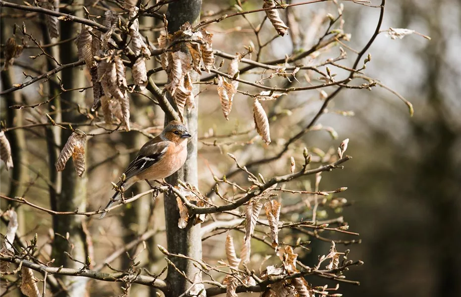 Vogelhäuser - Futterstelle für Amsel & Co.