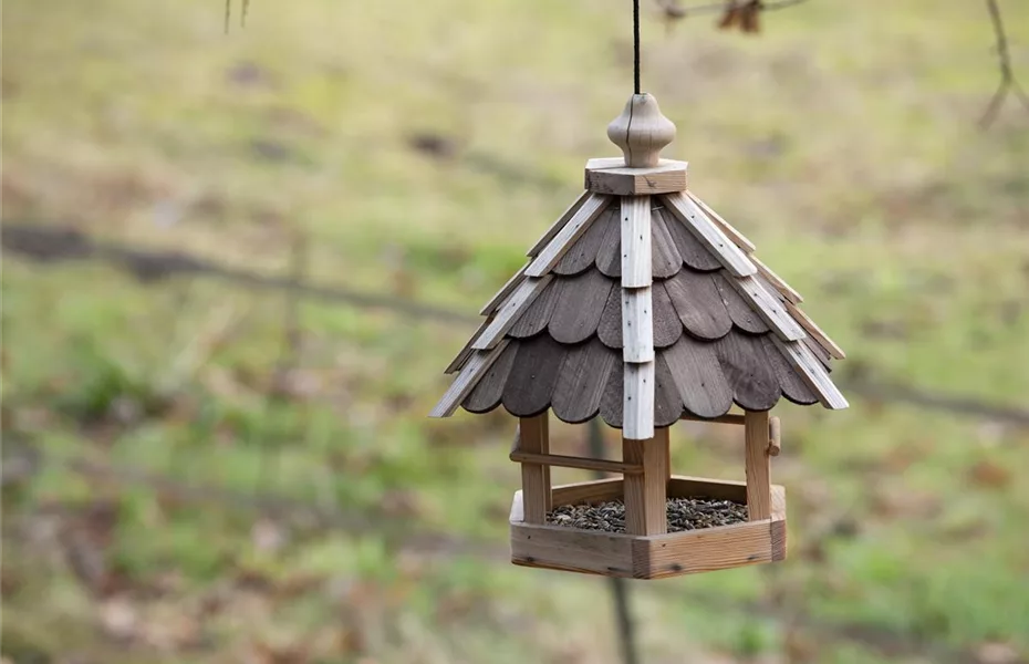 Vogelhäuser im Garten? Immer etwas los!