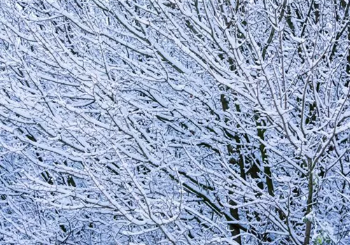 Frostrisse im Winter – Bäume schützen & versorgen