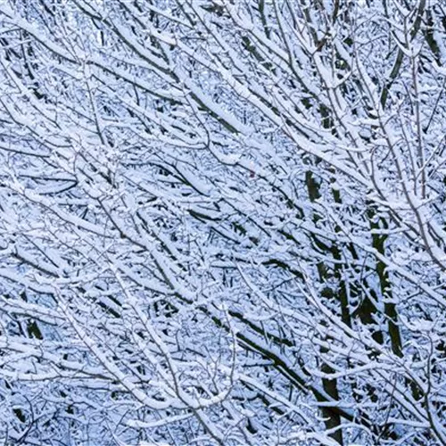 Frostrisse im Winter – Bäume schützen & versorgen