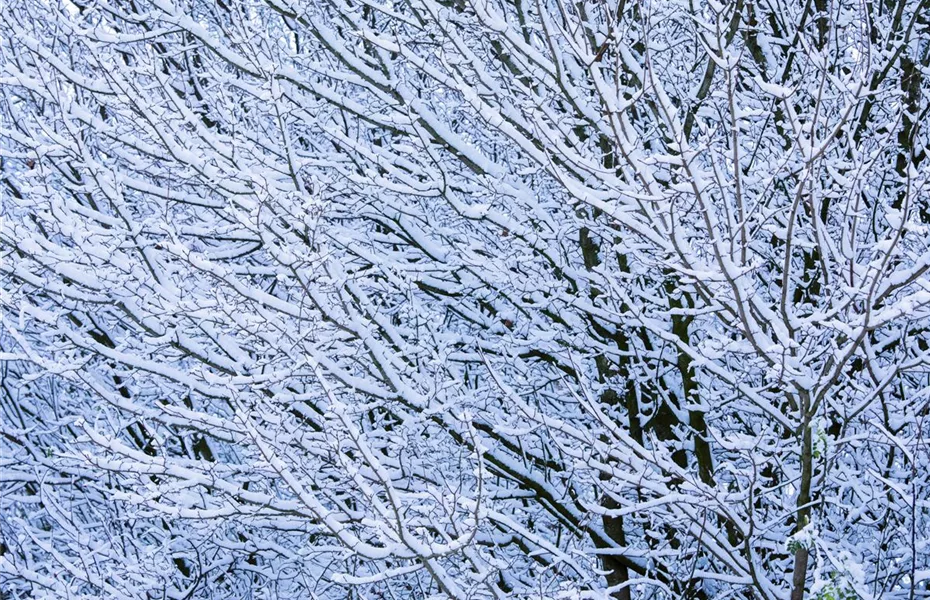 Frostrisse im Winter – Bäume schützen & versorgen