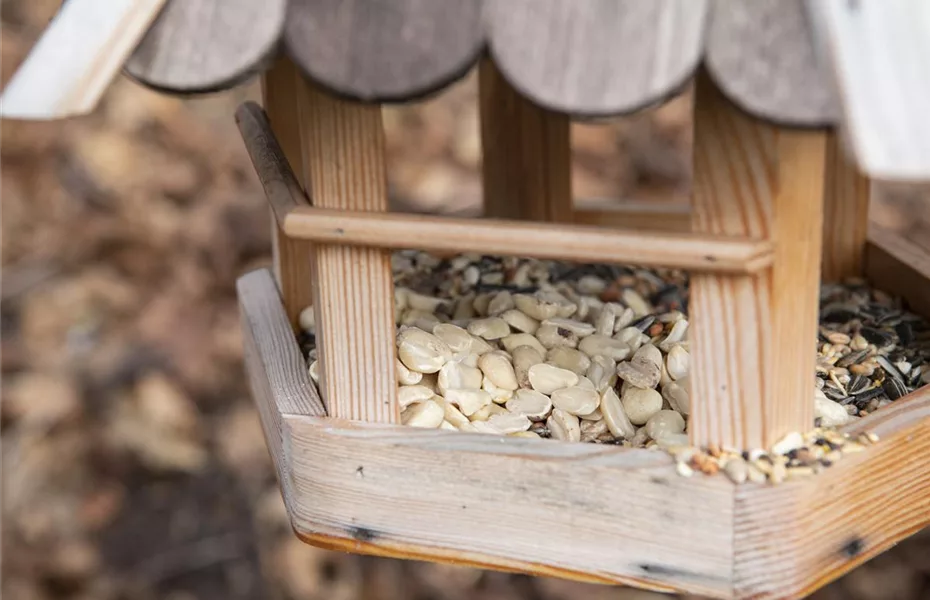 Vogelhäuser im Garten? Immer etwas los!