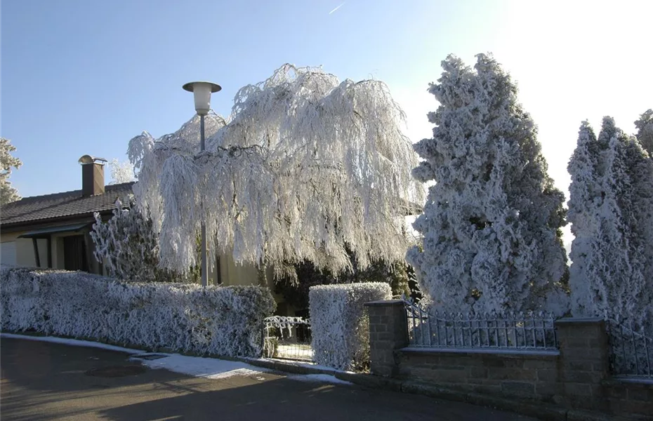 Frostrisse im Winter – Bäume schützen & versorgen