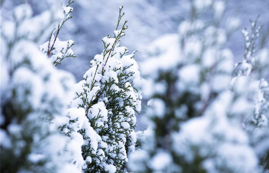 Streusalz im Garten – Schädlich für alle