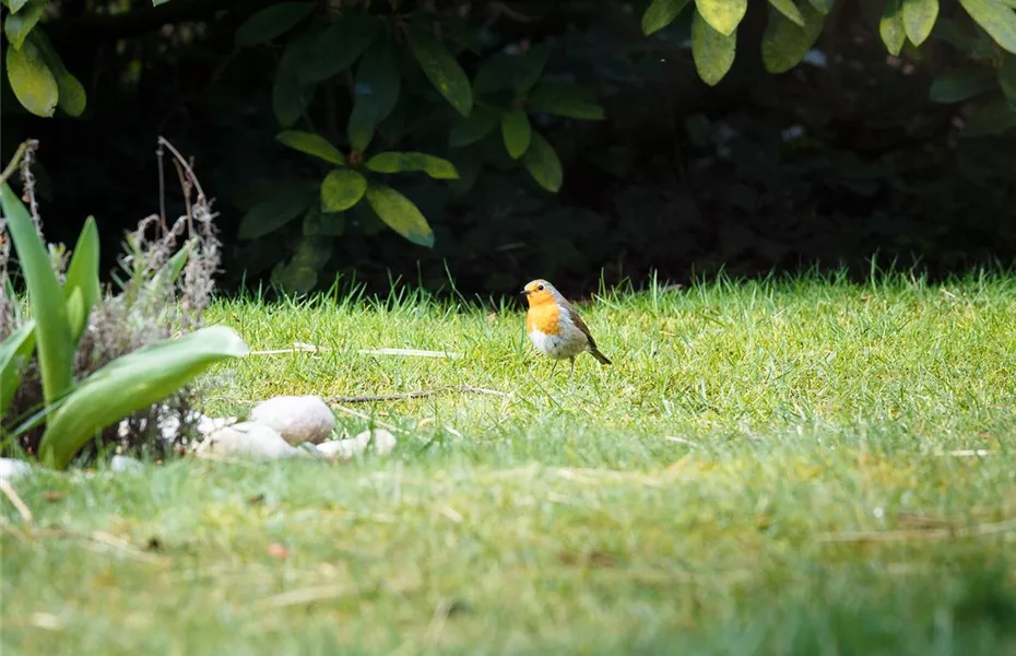 Vogelhäuser - Futterstelle für Amsel & Co.