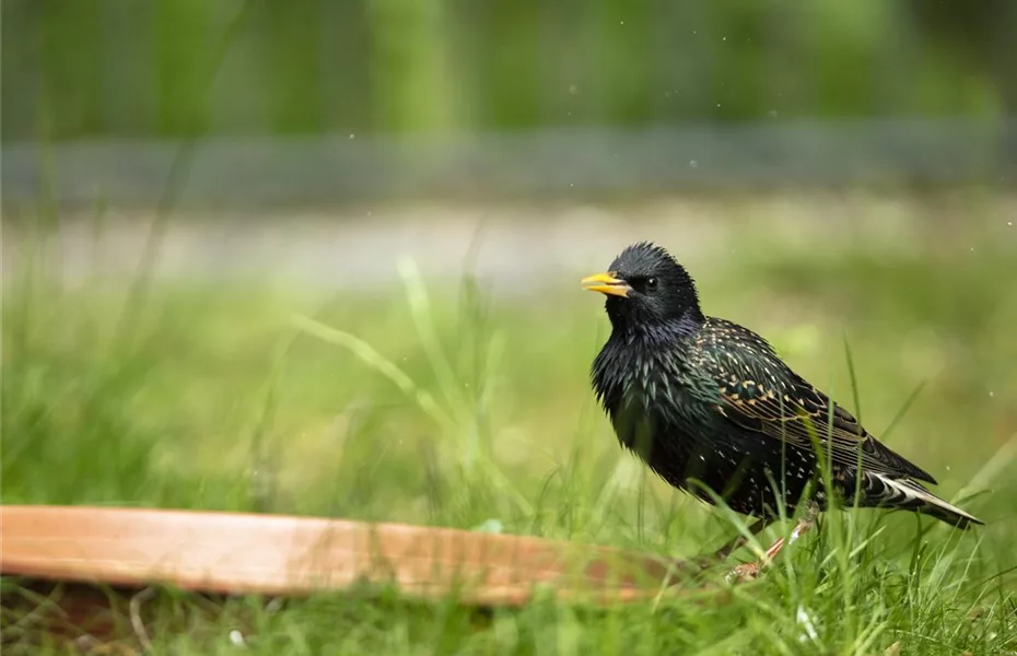 Vögel im Garten – Nahrung und Schutz