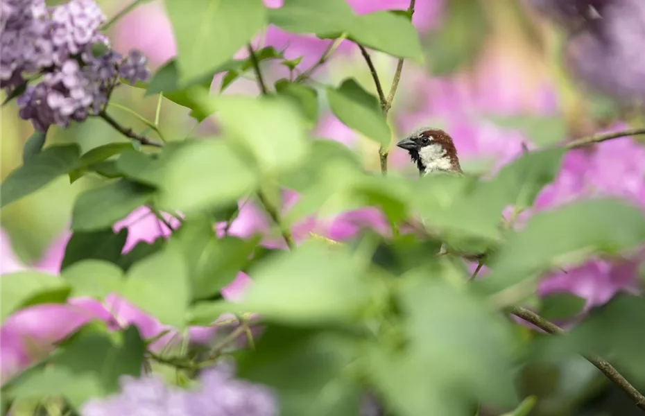 Vögel im Garten – Nahrung und Schutz