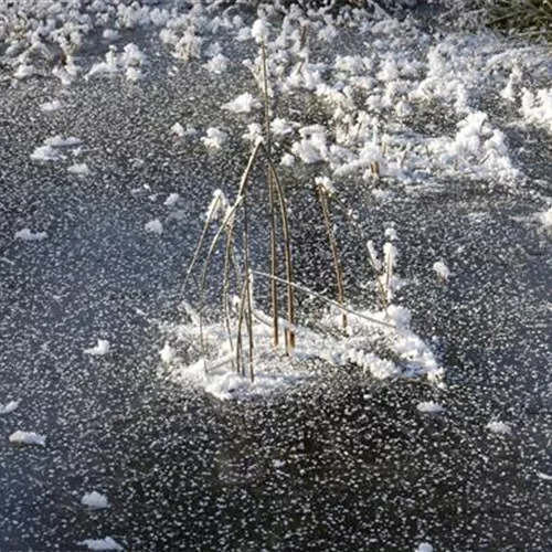 Der Gartenteich im Winter – die richtige Pflege