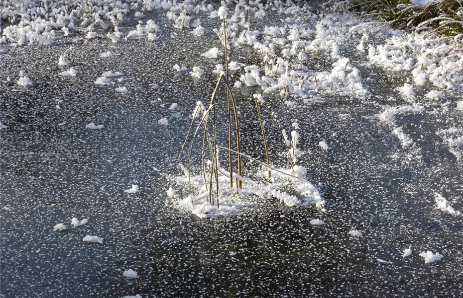 Der Gartenteich im Winter – die richtige Pflege