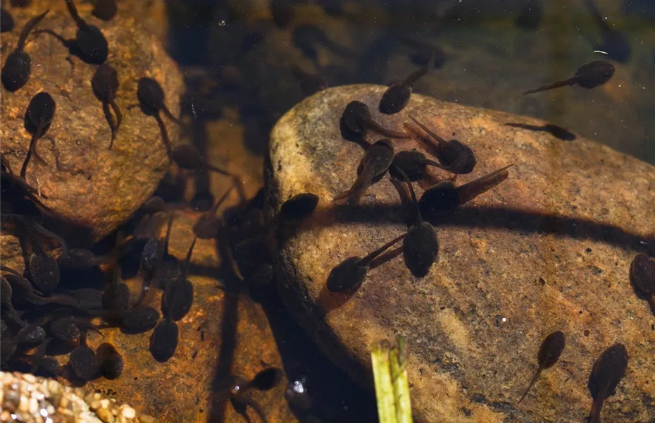 Der Gartenteich im Winter – die richtige Pflege