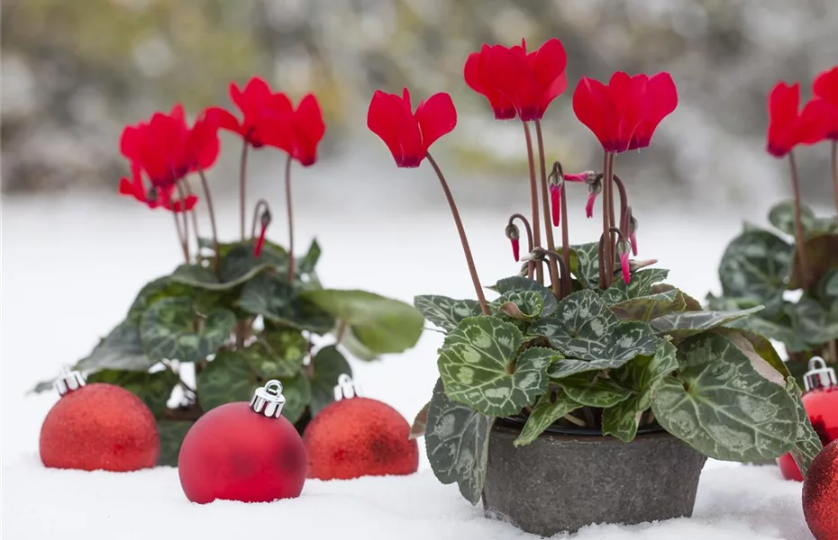 Grüne Weihnachten – festliche Pflanzen im Garten