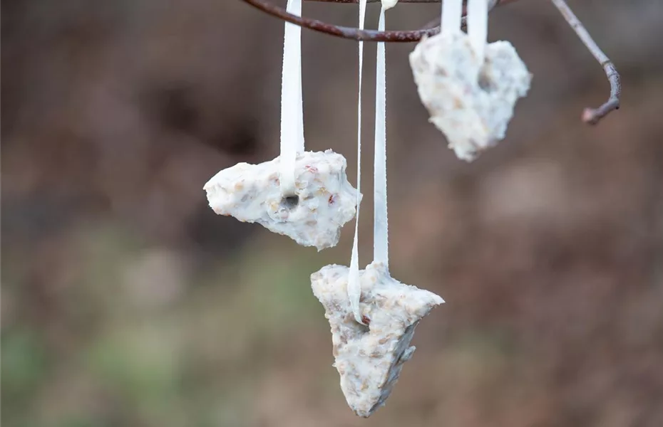 Vögel im Winter benötigen Futter im Garten - Olerum