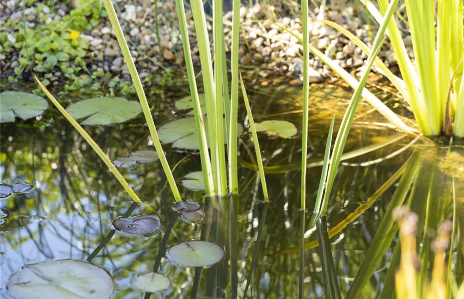 Der Gartenteich im Winter – die richtige Pflege