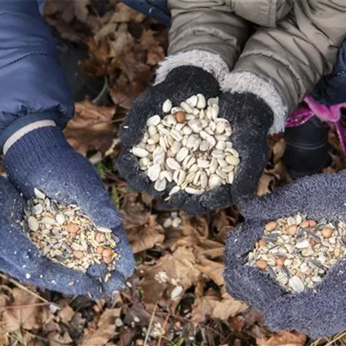 Wildvögel im Winter – das richtige Futter 