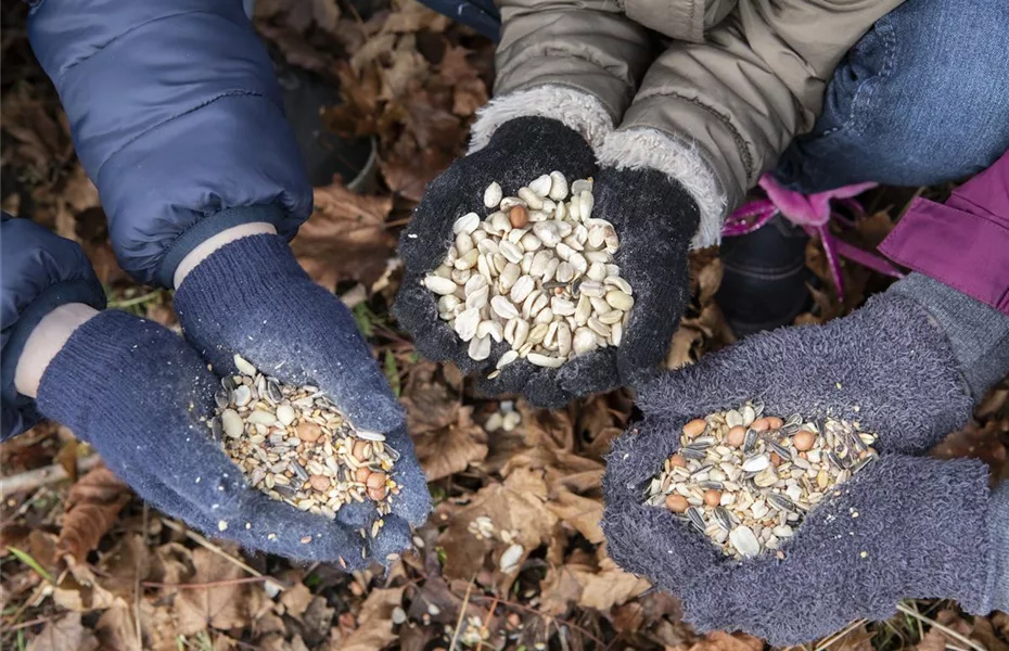 Wildvögel im Winter – das richtige Futter 