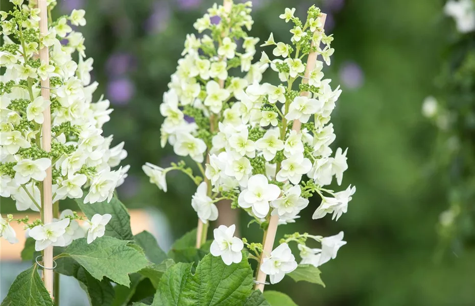 Hortensien überwintern – so bleiben Hortensien fit