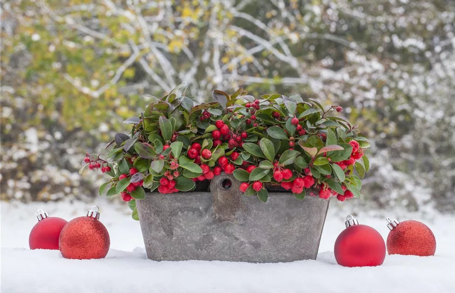 Weihnachten im Garten – Lichter & Co.