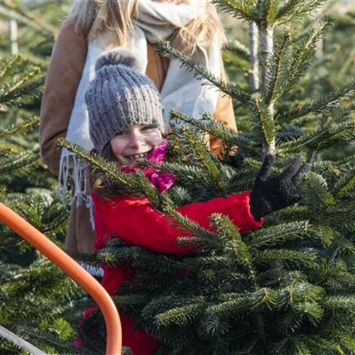 Der Weihnachtsbaum – frisch durch die Adventszeit