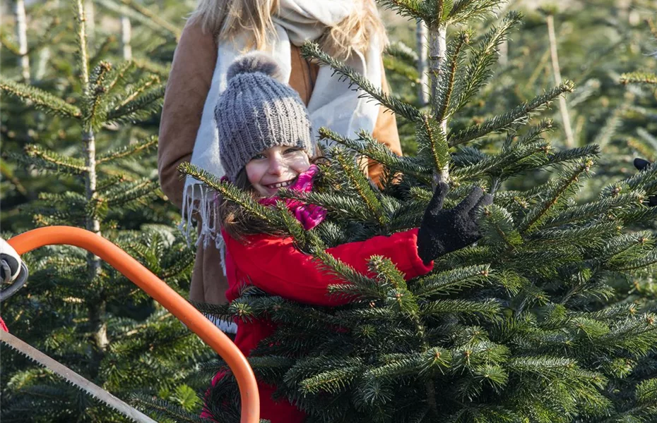 Der Weihnachtsbaum – frisch durch die Adventszeit