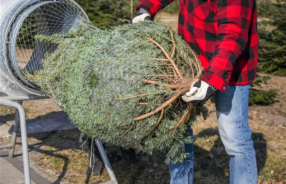 Der Weihnachtsbaum – frisch durch die Adventszeit