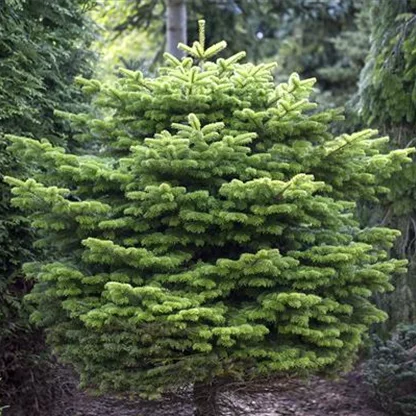 Weihnachts-Recycling mit Tannenbaum