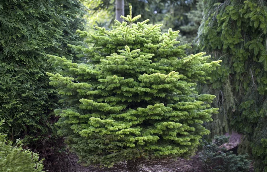 Weihnachts-Recycling mit Tannenbaum