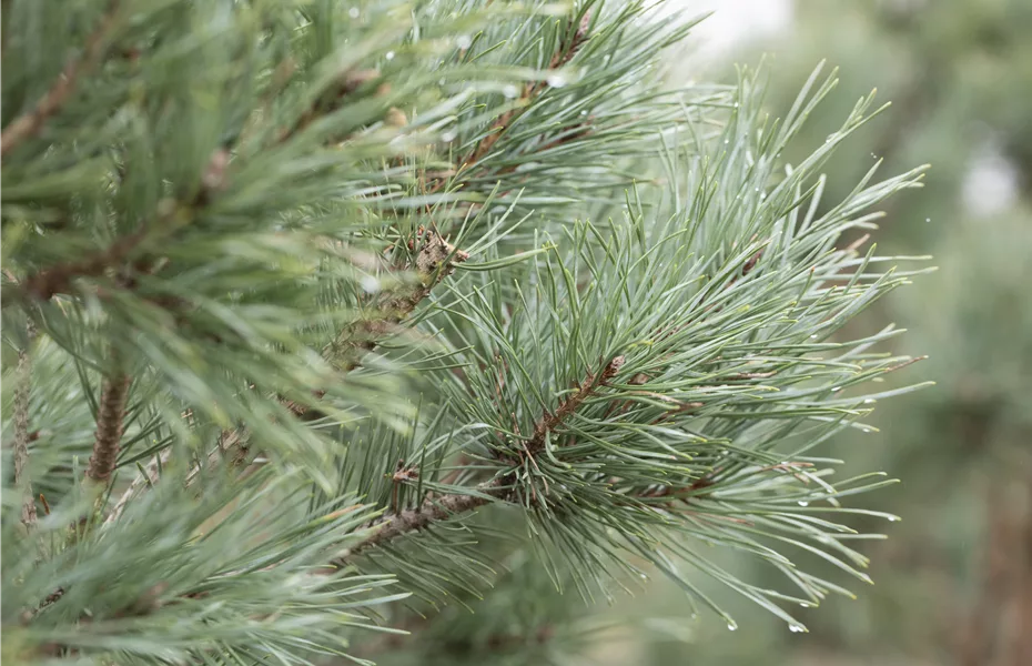 Weihnachts-Recycling mit Tannenbaum