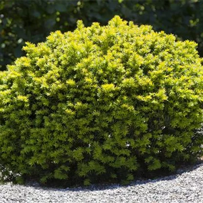 Koniferen im Garten – immergrüne Nadelgehölze