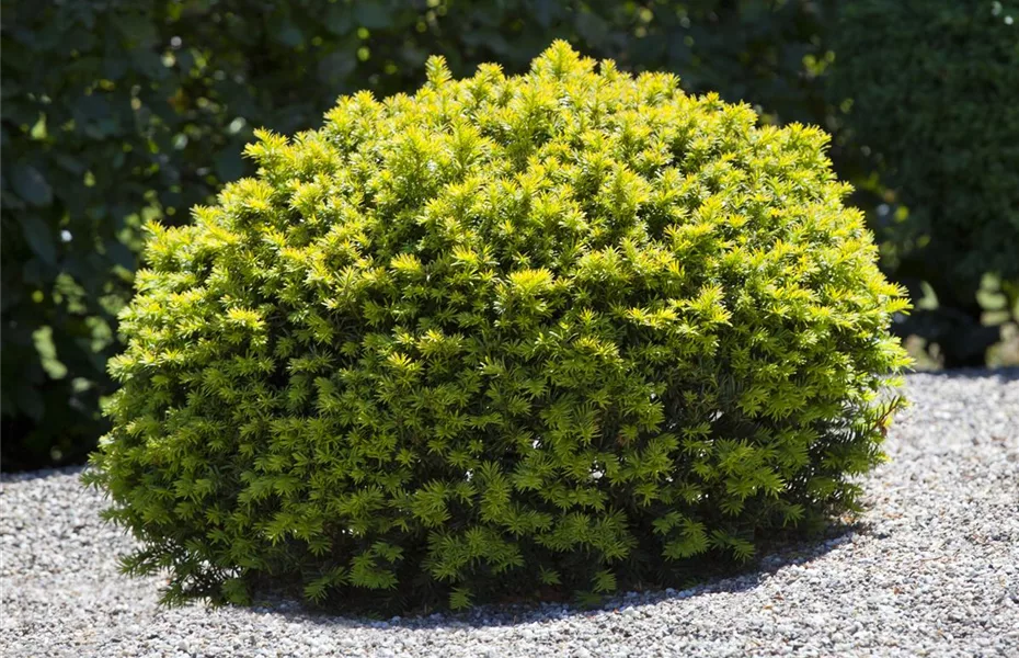 Koniferen im Garten – immergrüne Nadelgehölze