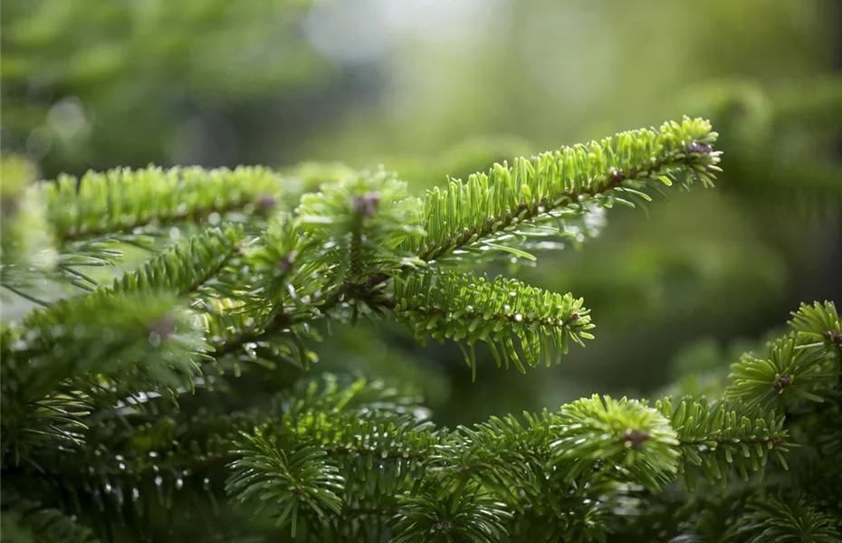 Weihnachtsbaum nach dem Fest-wie geht's weiter? 