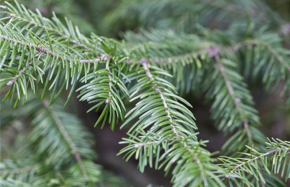 Weihnachts-Recycling mit Tannenbaum