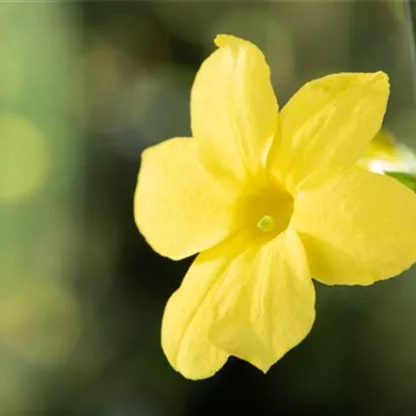 Der Winterjasmin – bunte Blüten für den Garten im Winter