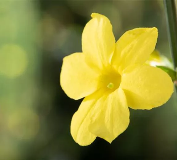 Der Winterjasmin – bunte Blüten für den Garten im Winter Der Winterjasmin – bunte Blüten für den Garten im Winter