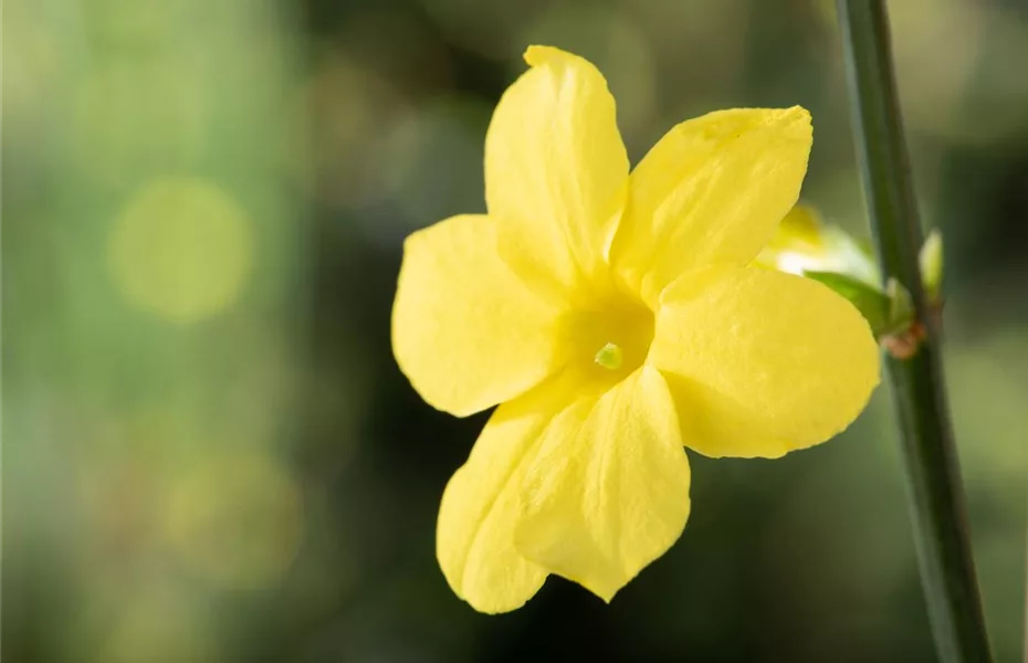 Der Winterjasmin – bunte Blüten für den Garten im Winter