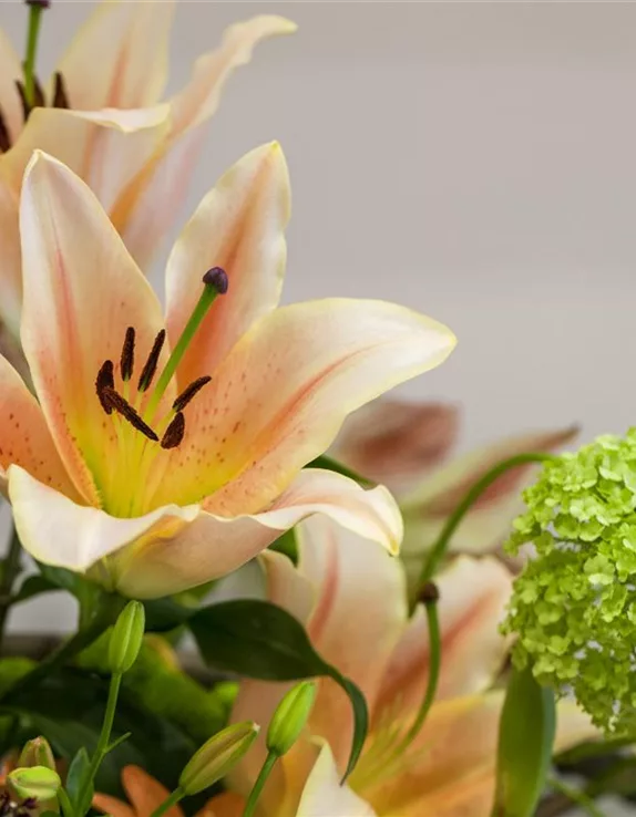 Wellness für anspruchsvolle Schnittblume Wellness für anspruchsvolle Schnittblume