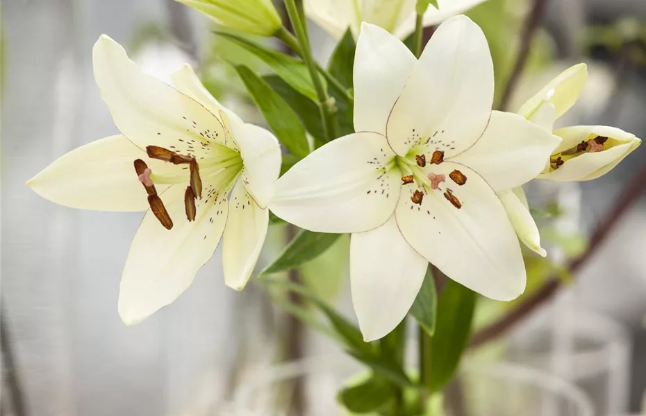 Wellness für anspruchsvolle Schnittblume