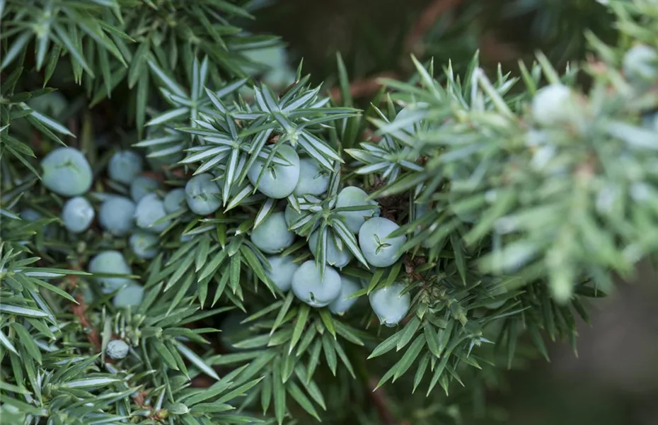 Wildgehölze im Garten – viel Potenzial 