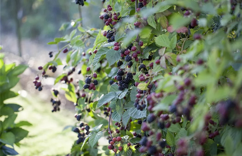 Wildgehölze im Garten – viel Potenzial 