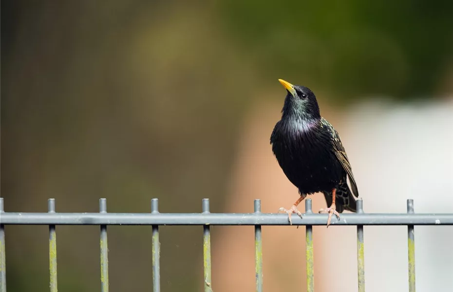 Wildvögel im Winter – das richtige Futter 