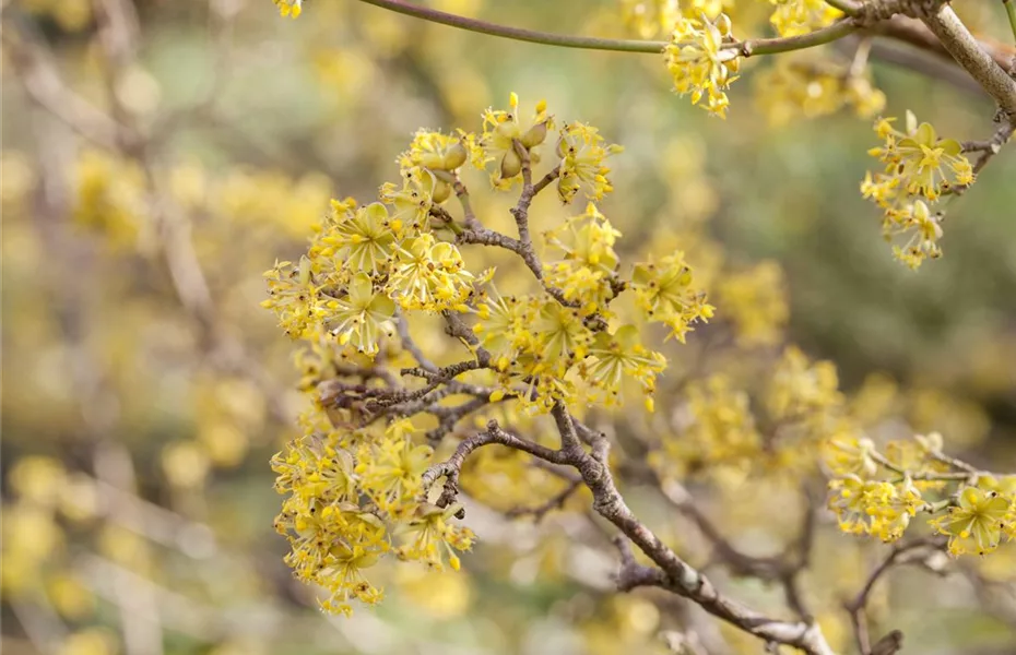 Winterblühende Gehölze bringen Farbe