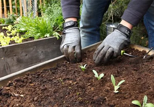 Artischocken - Einpflanzen im Hochbeet