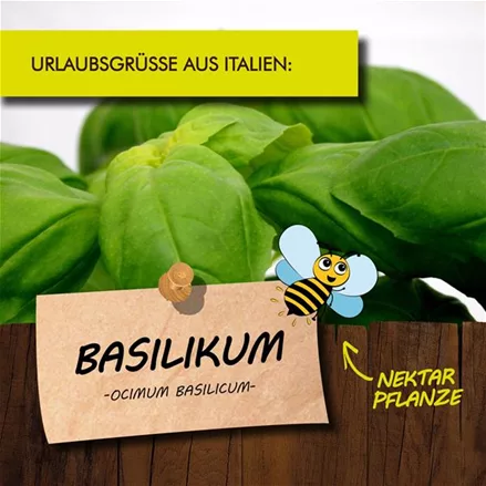 Bio Basilikum