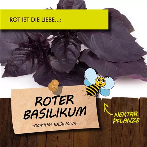 Bio Roter Basilikum