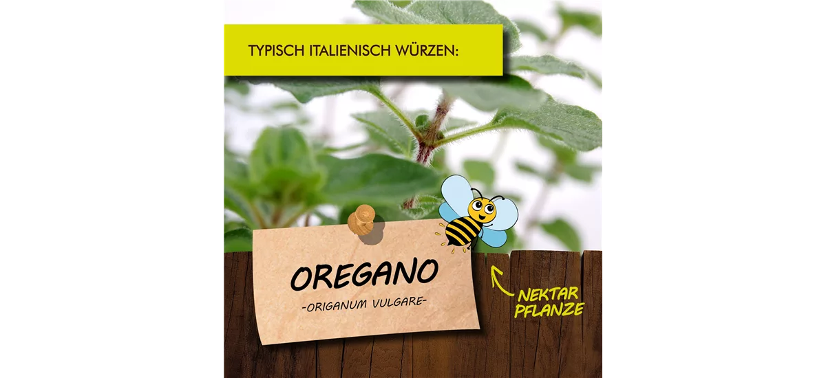 Bio Oregano Kräutertopf 12 cm Oregano