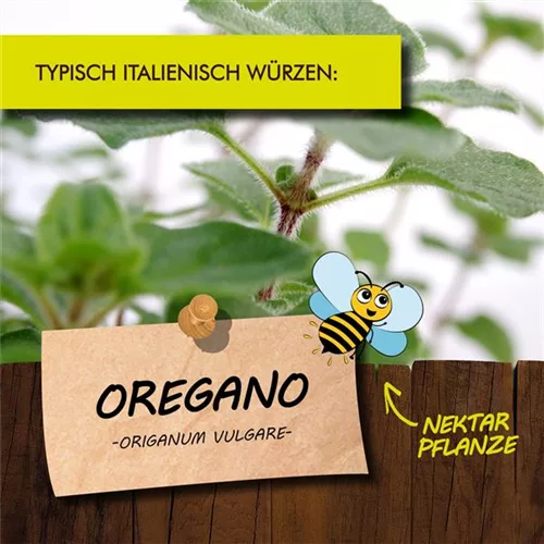 Bio Oregano