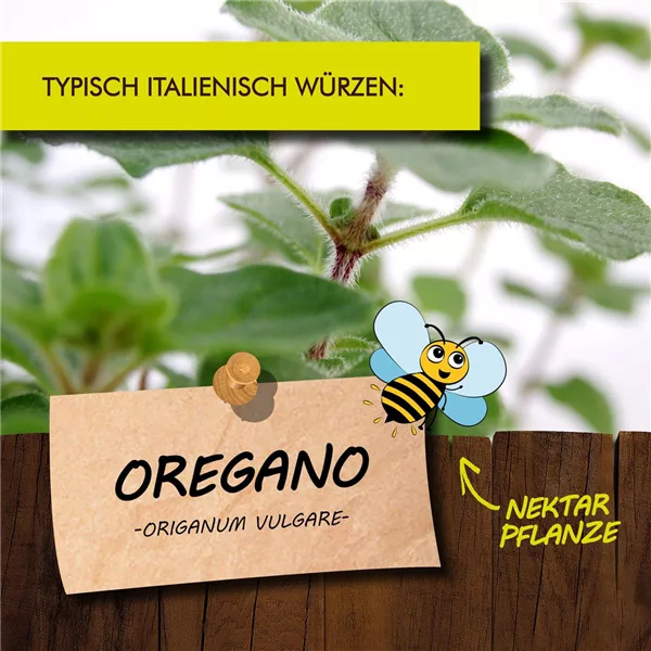 Bio Oregano