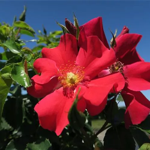 Kleinstrauchrose 'Alexander von Humboldt'®(s) ADR